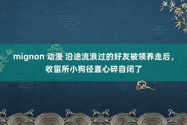 mignon 动漫 沿途流浪过的好友被领养走后，收留所小狗径直心碎自闭了